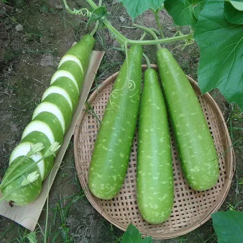Vista 2 de Semillas de calabaza orgánicas de primera calidad para plantar, mini bangladesí, variedades gigantes, largas y grandes, alta tasa de germinación