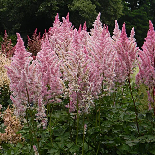 Vista 6 de 1000 semillas mixtas de astilbe tolerantes a la sombra perenne, para plantar flores vibrantes en áreas húmedas y bordes de jardín polinizadores