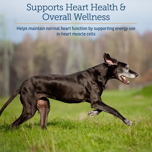 Vista 3 de Rx Vitamins LiquiCarn - L-carnitina pura para perros y gatos para ayudar en la pérdida de peso del perro - Proporciona alta energía y ayuda