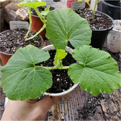 Vista 7 de Seed Needs Semillas de calabaza para plantar calabazas pequeñas de tarta de azúcar, semillas de verduras sin OMG y sin tratar para plantar un huerto