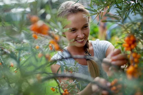 Vista 5 de Sea Buckthorn 100 Seeds (Hippophae rhamnoides) Heirloom - Open Pollinated