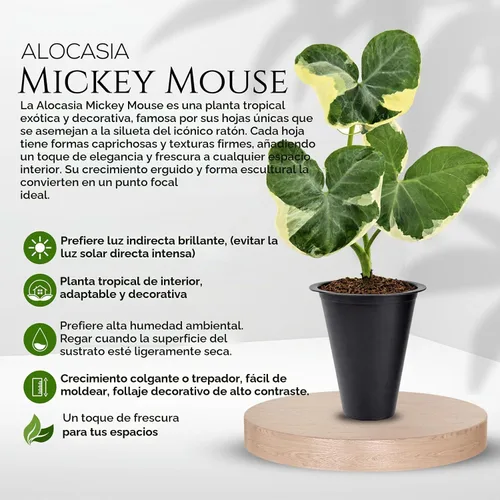 Vista 6 de Colección de Plantas Alocasia (paquete de 4) - Cuprea, Ratón Mickey, Dragón Plateado, Escala de Dragón - Raras Plantas de Interior, Plantas Exóticas