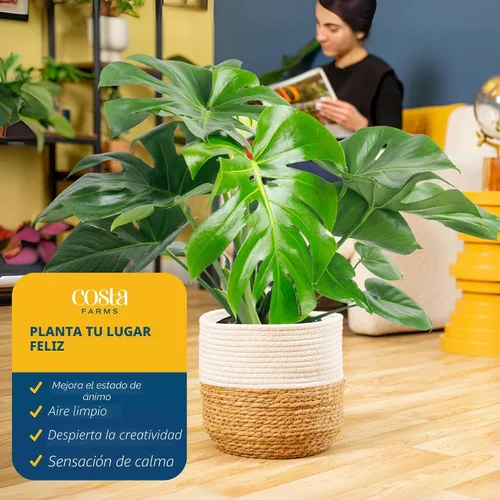 Vista 4 de Costa Farms - Planta interior, filodendro de hoja partida, monstera deliciosa Maceta decorativa