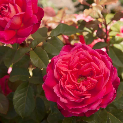 Vista 6 de Heirloom Roses Rose Plant - Star of The Nile™ Pink Rose Bush, planta viva arbusto para plantar al aire libre
