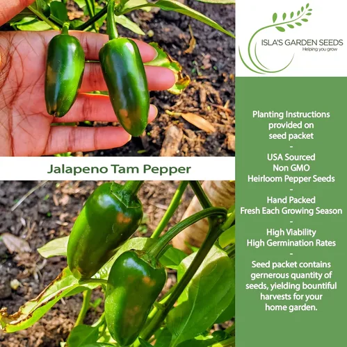 Vista 2 de Semillas de pimientos picantes Jalapeño Tam para plantar, más de 50 semillas tradicionales por paquete, semillas de jardín de Isla