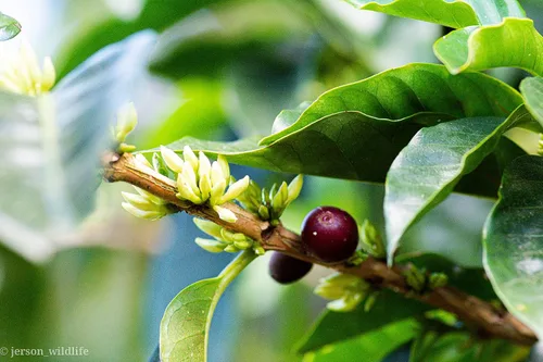 Vista 7 de Cafe Monteverde - Paquete de café Cloud Forest Blend - Café costarricense de origen único 100% arábica - Molido (paquete de 3)