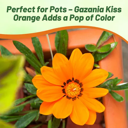 Vista 5 de Outsidepride Kiss Orange Gazania Semillas para plantar – 25 piezas de semillas perennes, de bajo mantenimiento, tolerantes a la sequía para flores