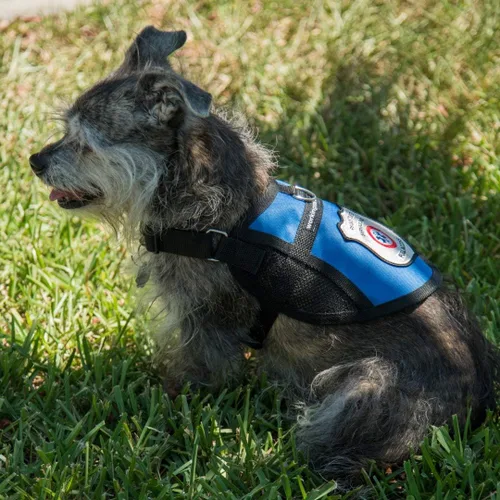 Vista 7 de Chaleco de arnés de malla para perros de servicio registrado, incluye 5 tarjetas de ley federal (circunferencia de 9-13 pulgadas, azul)