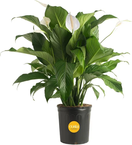 Vista 13 de Costa Farms - Lirio de paz Spathiphyllum, planta viva