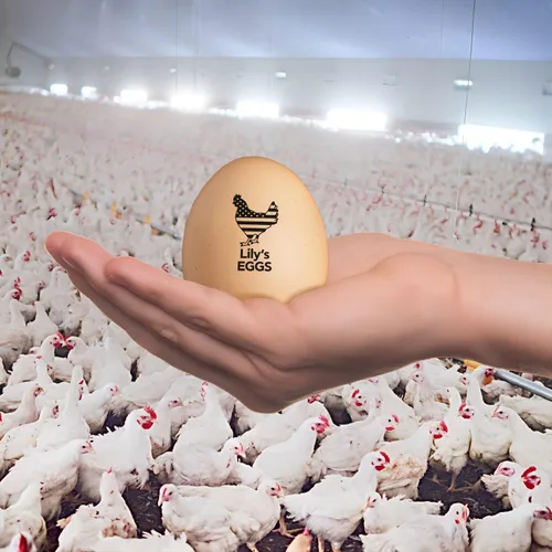Vista 7 de Sellos de huevos personalizados para huevos frescos, sello de pollo de goma pertsonalizado con tu propio diseño, marcado para huevos frescos