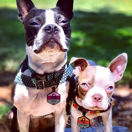 Vista 5 de Placa silenciosa para perro personalizada con 5 líneas de identificación de mascotas de silicona duradera y grabada profundamente, hexágono, azul
