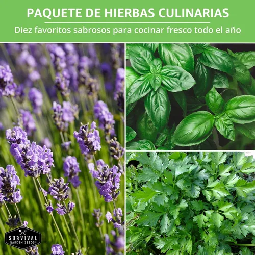 Vista 5 de Paquete variado de semillas de hierbas 10 hierbas culinarias para plantar – albahaca, cilantro, lavanda, eneldo, perejil, orégano, tomillo