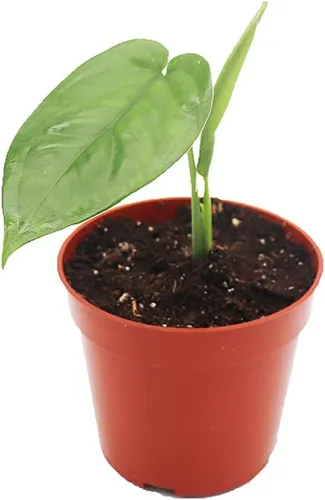 Vista 10 de Fresa Syngonium - 4'' de California Tropicals