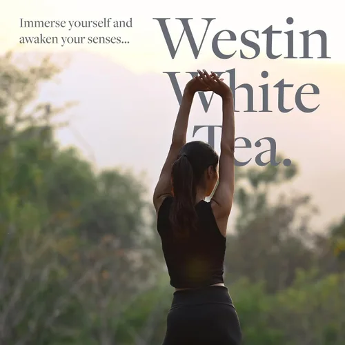 Vista 6 de Westin Champú de aloe de té blanco, champú lleno de vitaminas y antioxidantes para todo tipo de cabello, aroma a aloe de té blanco, 8 onzas