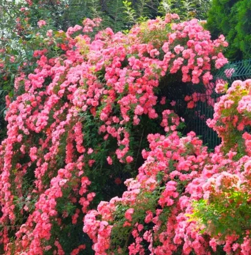Vista 3 de 100 semillas de rosas naranjas de primera calidad, trepadoras grandes y perennes tradicionales sin OMG para interiores y exteriores