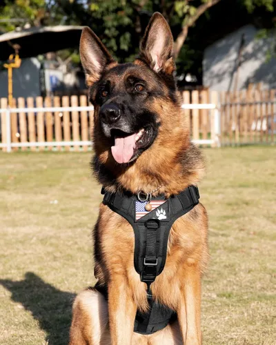 Vista 7 de Arnés táctico para perros - PETNANNY Chaleco para perro de servicio para perros grandes Cobertura corporal completa en arnés para perros de Rosa