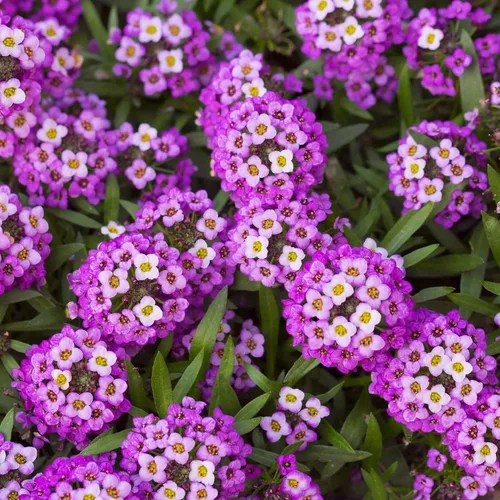 Vista 5 de Eden Brothers Alyssum Seeds - Cesta de Oro