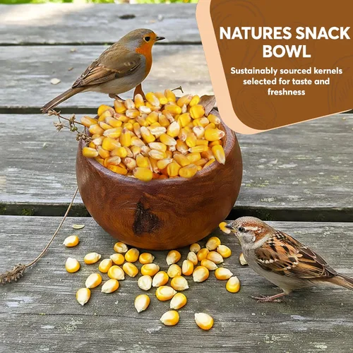 Vista 4 de Maíz entero de 10 libras - Semillas de aves y alimento para vida silvestre premium para patos, ciervos, ardillas, pollos y pavos - Maíz entero