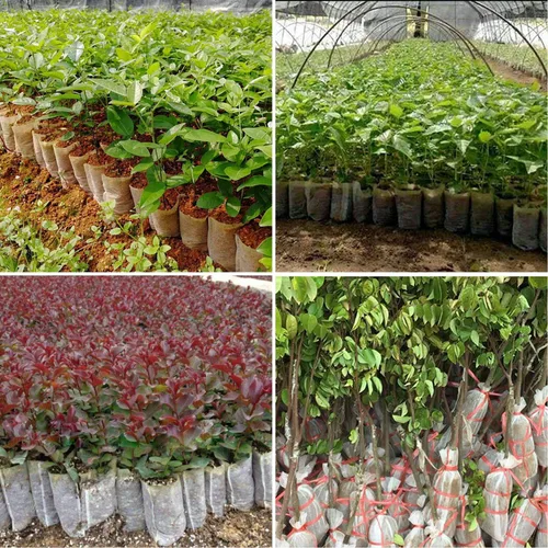 Vista 7 de Augshy Bolsas de cultivo de vivero, 400 bolsas de tela para plantas, bolsas de cultivo de plantas no tejidas, bolsa de inicio de siembra, plantas