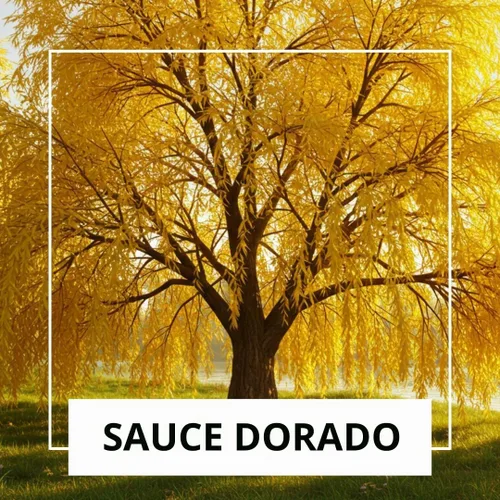 Vista 4 de 2 sauces llorones dorados, listos para plantar, plantas vivas, hermoso dosel arqueado