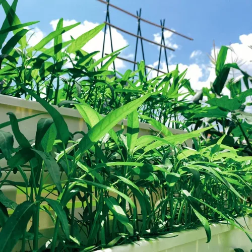 Vista 3 de Más de 1200 semillas de vegetales Kong Xin CAI de agua, espinacas Kangkong, deliciosas semillas de vegetales para plantación de hojas verdes