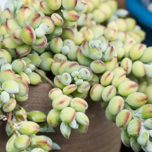 Vista 4 de Planta viva de Cotyledon Pendens, suculenta para interiores y exteriores, maceta de 2 pulgadas