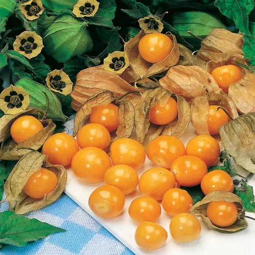 Vista 2 de Semillas Naranja Fresa Physalis Molida Cereza Vegetal No GMO Heirloom para plantar