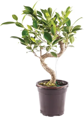 Vista 6 de Brussel's Bonsai - Árbol bonsái vivo de Ficus mediano, planta