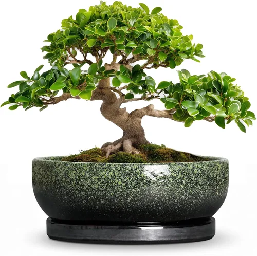 Vista 56 de Succulent Pots, 6 Inch Ceramic Bonsai Pots with Saucer, Blue