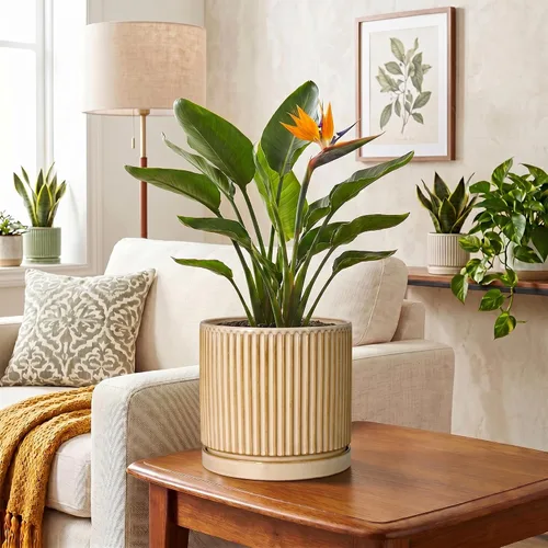 Vista 6 de 8 Inch Flower Pot, Ceramic Planters, Round Plant Pot, Beige