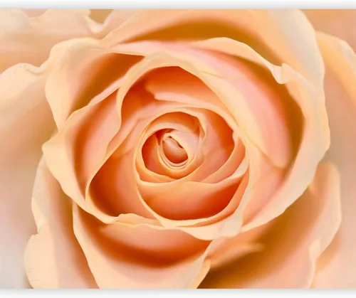 Vista 12 de artgeist Mural de pared con rosas de 138 x 106 pulgadas, papel tapiz no tejido de forro polar para decoración de pared, impresión fotográfica, #05