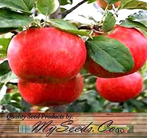 Vista 4 de Big Pack by MySeeds.Co