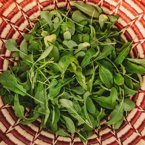 Vista 3 de Rúcula - 500 semillas - Variedad de reliquia y polinizada abierta, semillas de vegetales sin OMG para plantar, cultiva tus propias verduras