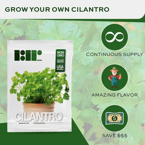 Vista 2 de Más de 500 semillas de cilantro para plantar - Semillas de hierbas autóctonas sin OMG cultivadas en EE. UU. en embalaje protector premium - También