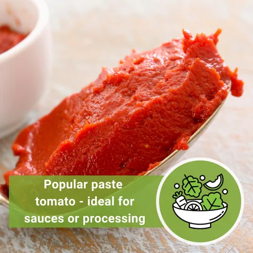 Vista 6 de Sow Right Seeds - Semillas de tomate Amish Paste para plantar - Herencia sin OMG para jardín exterior/interior - Tomates de alto rendimiento - Ideal