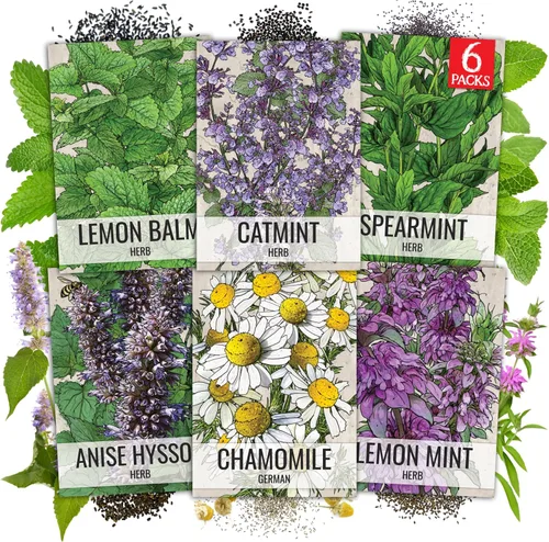 Vista 7 de Seed Needs, Colección de paquetes de semillas de hierbas italianas (5 variedades individuales de semillas para plantar) sin OMG y sin tratar