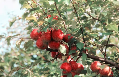 Vista 4 de Pectina de manzana 4 onzas (calificado por USP) (4.02 oz)
