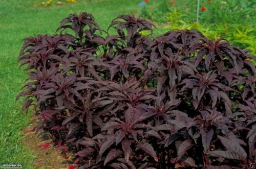 Vista 4 de 200 semillas Amaranthus "Early Splendor" Hermoso color carmesí, hermoso color chocolate