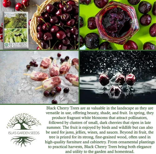 Vista 6 de Semillas de cerezo negro (Prunus serotina, cereza negra silvestre) – Más de 25 semillas sin OMG y reliquia, flores fragantes y frutas comestibles