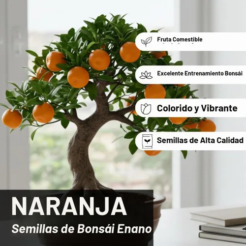 Vista 2 de Semillas de árbol bonsái de naranja resistente para plantar - 15 semillas - Cultivar bonsái con frutos - Naranja resistente