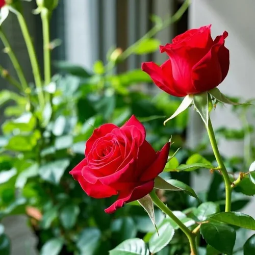 Vista 2 de Más de 299 semillas de flores de rosas, regalo romántico para amantes y jardineros, flores fragantes y coloridas para cualquier ocasión