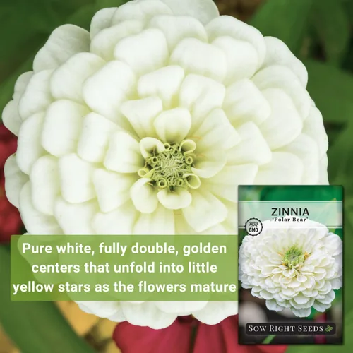Vista 3 de Sow Right Seeds - Semillas de flores de oso polar Zinnia para plantar - Hermosas flores para plantar en el jardín de tu casa - Paquete de reliquia