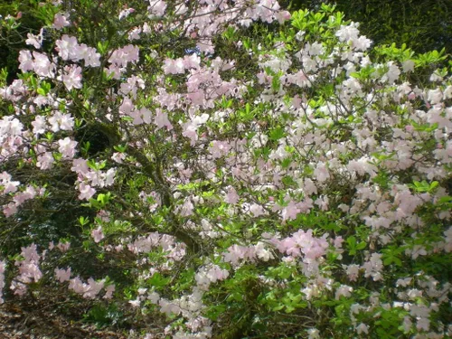 Vista 2 de 50 semillas de flores arbustivas rosadas de arbustos de arbustos de azalea real de Schlippenbachii