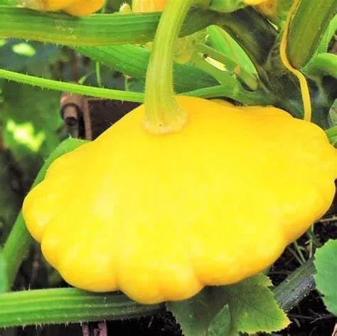 Vista 3 de 25 semillas de calabaza de verano de vieira amarilla para plantar. Sin OMG y reliquia. 0.09 oz de semillas. Supervivencia de vegetales de jardín