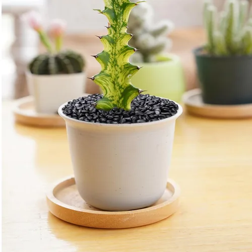 Vista 5 de Pulovin Piedras negras de 2.5 libras para plantas de interior, suculentas, bambú, jarrón, rocas para plantas de 3/8 pulgadas para macetas de Negro