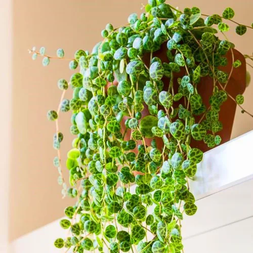 Vista 7 de Ceropegia Woodii Cadena de Corazones Variegada Planta Viva, Suculenta Trepadora, Planta de Interior Viva en Maceta