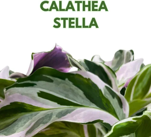 Vista 2 de BubbleBlooms Calathea Stella White Fusion abigarrada en maceta de 2 pulgadas Tiny Minie Pixie Plant
