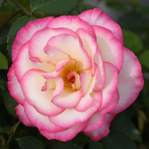 Vista 9 de Rosas trepadoras tradicionales, planta de raíz propia viva para jardín al aire libre, Compassion®, excepcionalmente fragantes, zonas de rusticidad