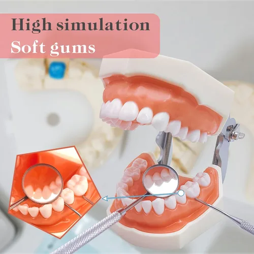 Vista 4 de Modelo de dientes Typodont con dientes extraíbles, modelo de dientes dentales adecuado para enseñanza, práctica y estudio, con un destornillador