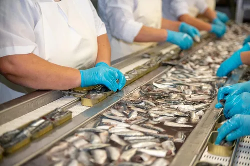 Vista 5 de Matiz Paquete variado de mariscos Paquete de 10 muestras , 1 lata cada uno de Matiz Seafood Line